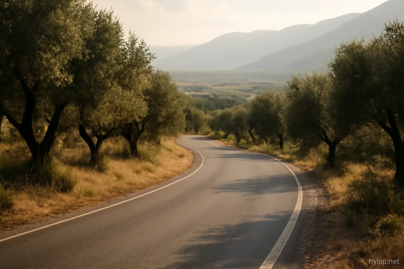 a mountain road curving through olive groves with a valley opening below in soft light